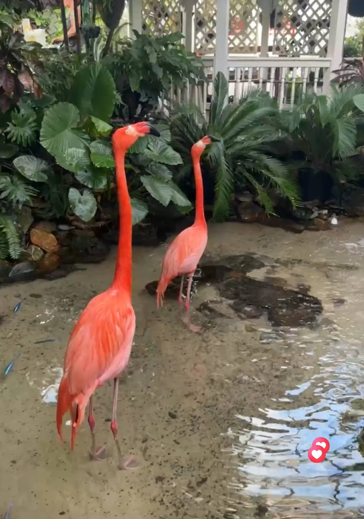 Two vibrant flamingos standing near water surrounded by lush green plants.