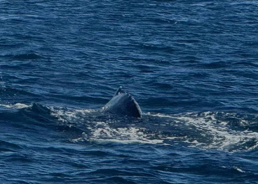 A whale fin breaks the ocean surface amid gentle waves.