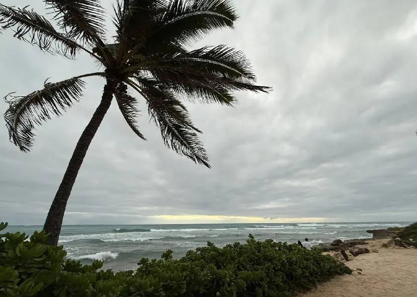 Palm tree overlooking a cloudy ocean shoreline at dusk.
