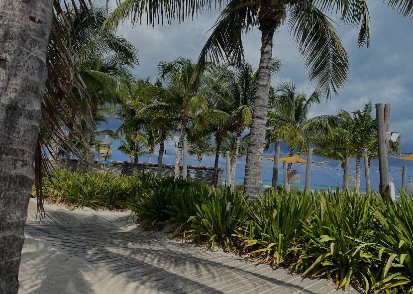 Tropical beach with palm trees and clear blue water.